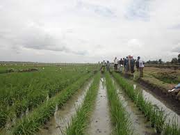Mwea-Tebere Irrigation Scheme