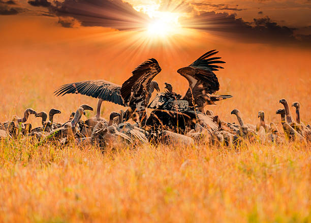 Kenya's Birds Of Prey Nearing Extinction — Study