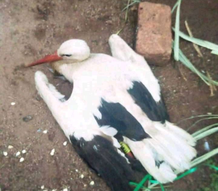 Migratory German Bird Dies In Nyamira