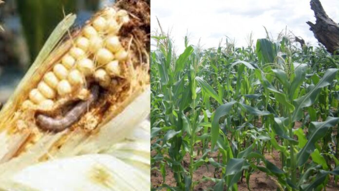 Armyworm Infests 10,000 Acres In Kisumu