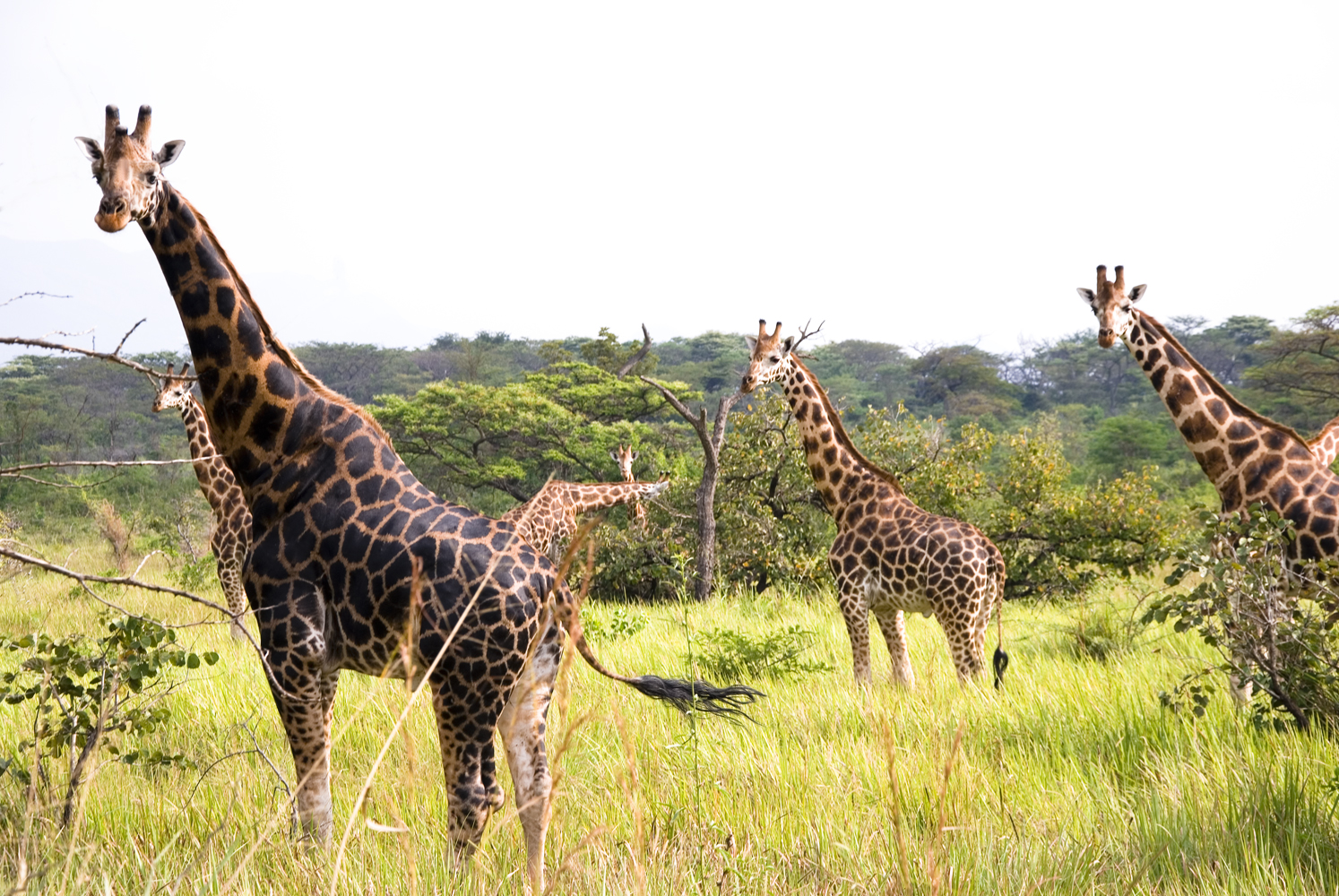 Wildlife Experts Plan The Survival Of Maasai Giraffe In Tsavo Landscape