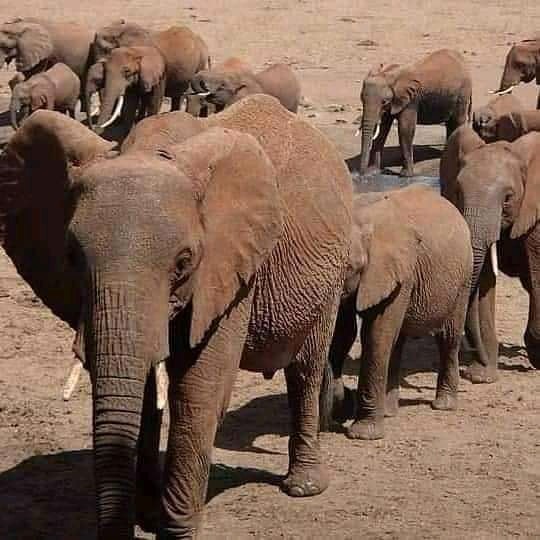 UK Elephants To Be Flown To Kenya For Rewilding