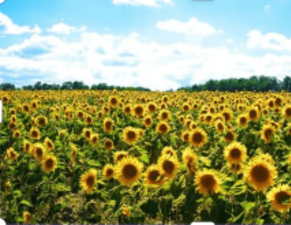 Sunflower Overtakes Maize Farming In Tana