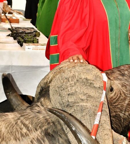 Tourism CS Seeks Support for Wildlife Census