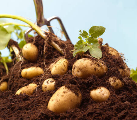 Global Warming Put Potato Crops in Danger