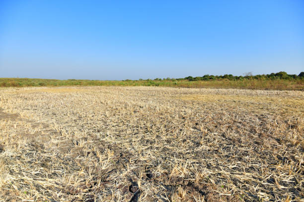 German Initiative Revives Degraded Farmlands for Kenyan Farmers