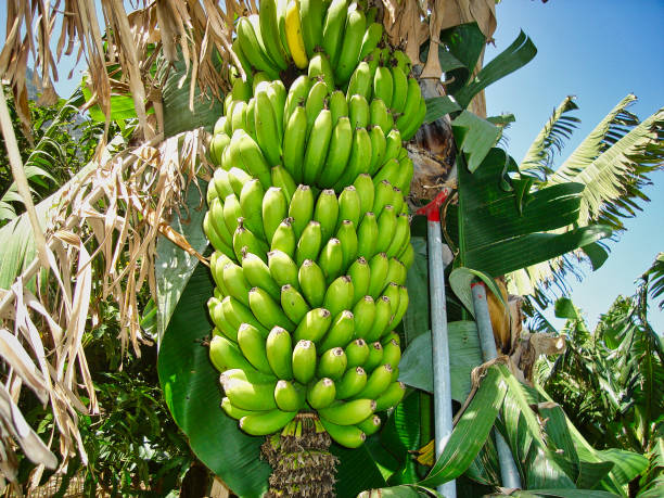 Review policies in East Africa Region to Adress Challenges Facing Banana Production