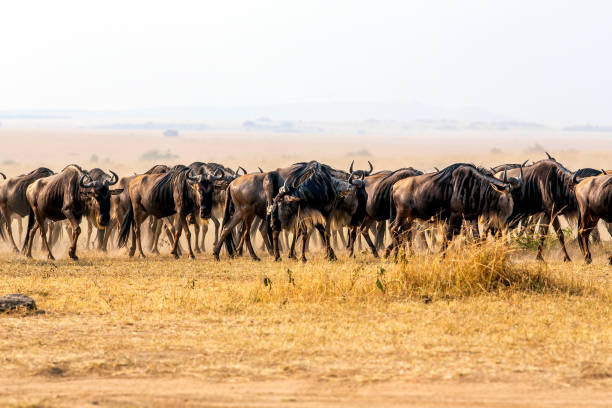 Tourism CS Seeks Support for Wildlife Census