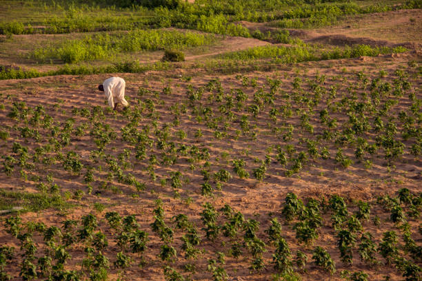 German Initiative Revives Degraded Farmlands for Kenyan Farmers