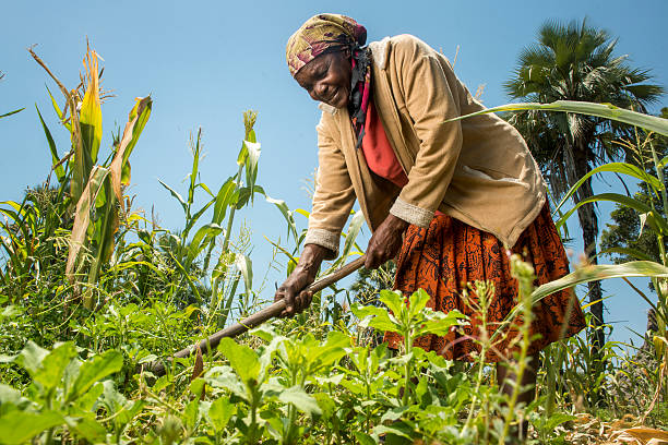 Farmers Reap Benefits from Modern Farming Approach