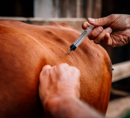 Kenyans Opposes Nationwide Livestock Vaccination Plan Amid Controversy.