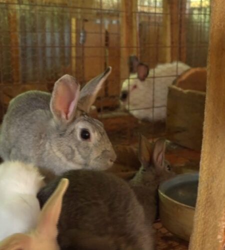 Rabbit Farming: Livestock Officer Challenges Common Myths