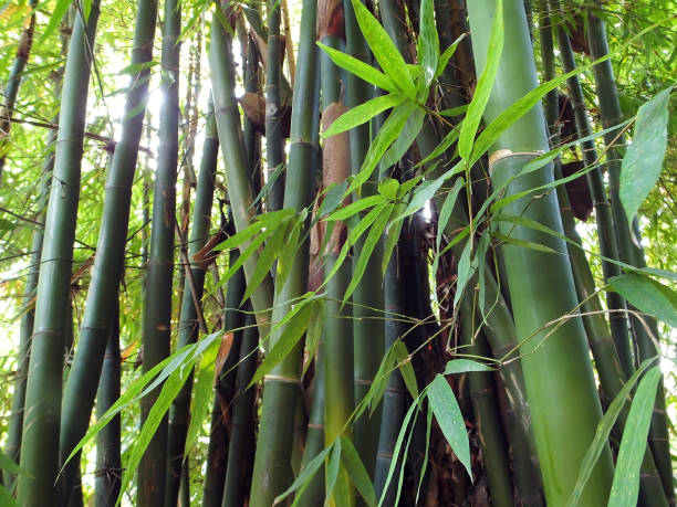 Vihiga County Plants 1,500 Bamboo Seedlings at Kaimosi Wetlands.